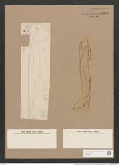 Pleurosigma stuxbergii Cl. et Gr. (de-Toni-Nr.: Genus 13, Species 1053) Zeichnungen Sammlung Grunow Nr. 1892 (NHMW-BOT-W0369008)